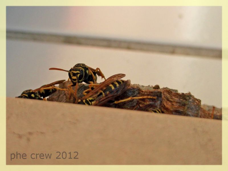 Polistes sp. nido - Anzio 6.9.2012 - (12).jpg