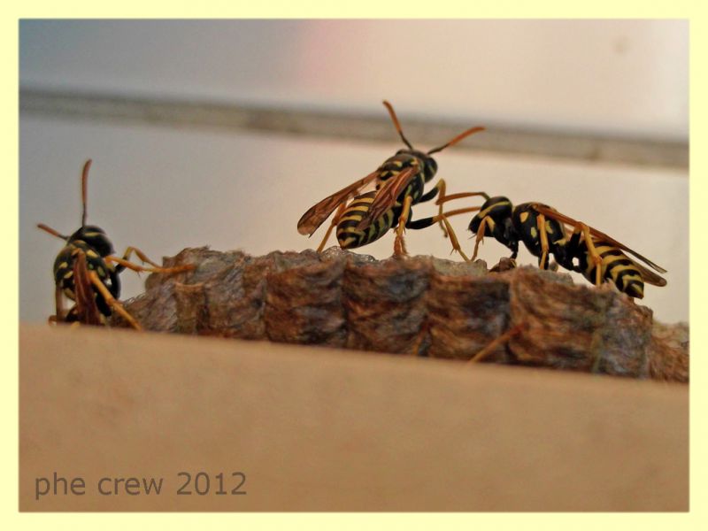 Polistes sp. nido - Anzio 6.9.2012 - (14).jpg