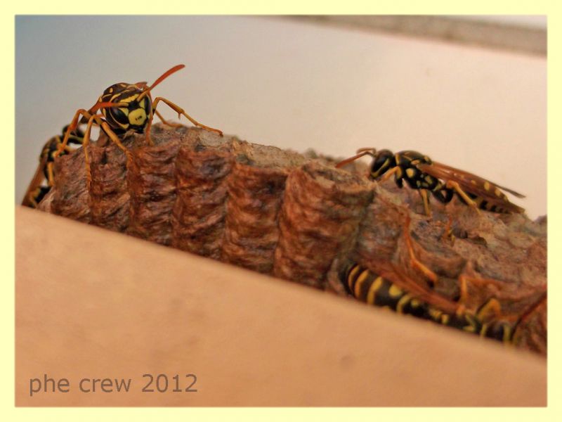 Polistes sp. nido - Anzio 6.9.2012 - (9).jpg