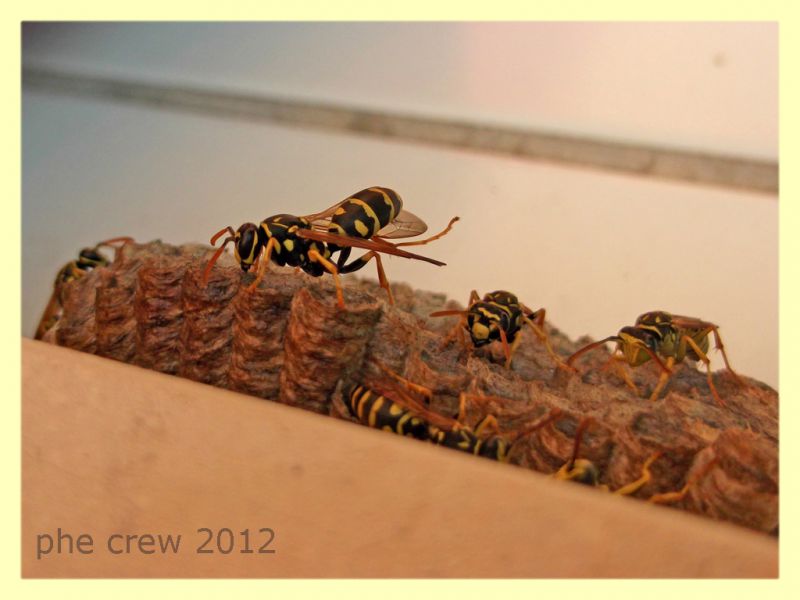 Polistes sp. nido - Anzio 6.9.2012 - (10).jpg