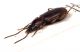 Comb3193-108zL6cr.jpg