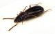 Comb3201-22zL3cr.jpg