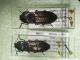 IMG_20210112_205620_compress80_resize_67.jpg