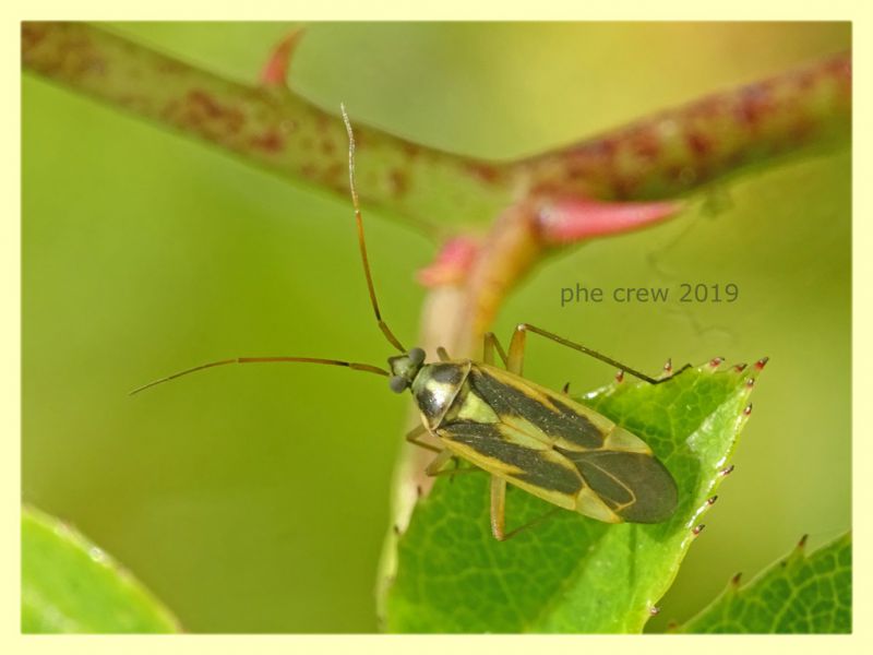 prob Calocoris sp. - Anzio 8.6.2019 - (2).JPG