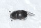 Dermestidae2.JPG