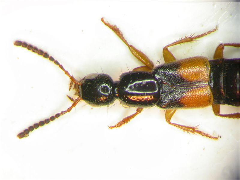 Philolonthino 2.jpg