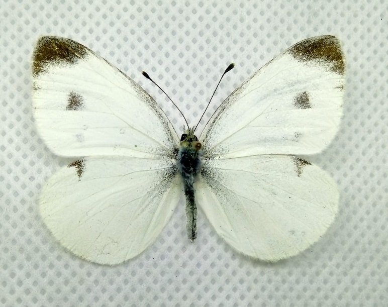 pieris.jpg