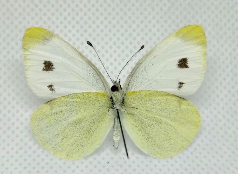 pieris2.jpg