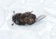 Dermestidae1.JPG
