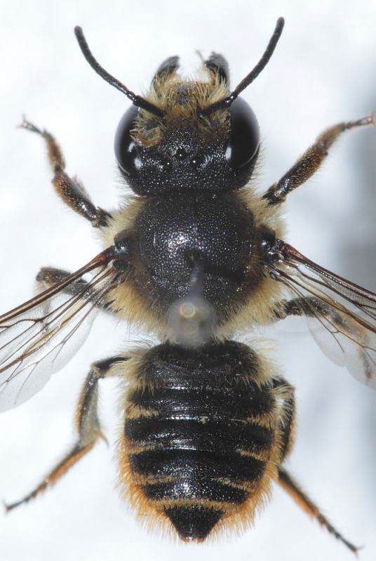 Megachilidae ID1.JPG