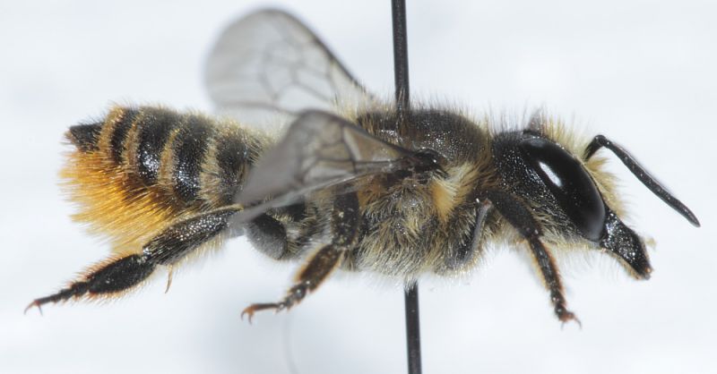 Megachilidae ID3.JPG