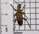 rhagium mordax.JPG