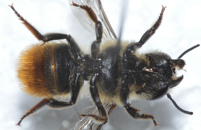 Megachilidae ID4.JPG