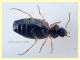 prob. Agonum sp. -Anzio 23.8.2020 - 6 mm (5).JPG