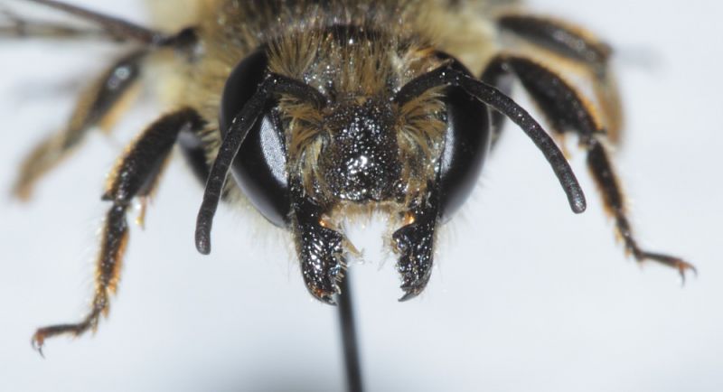 Megachilidae ID5.JPG