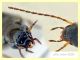prob. Agonum sp. -Anzio 23.8.2020 - 6 mm (3).JPG