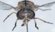 Tabanidae ID4.JPG