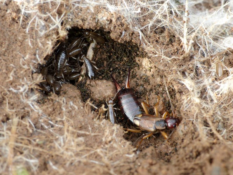 forficula auriculkaria con figli grandi.JPG