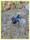 prob. Blaps mucronata 23 mm. - roma - tuscolana - 13.7.2019 - (2).JPG