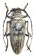 Rosenbergia lactiflua papuana 1.jpg