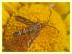 Sesiidae - Anzio 8.6.2011 - (1).JPG