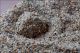 05_bozzolo_larva_grande_1849.jpg