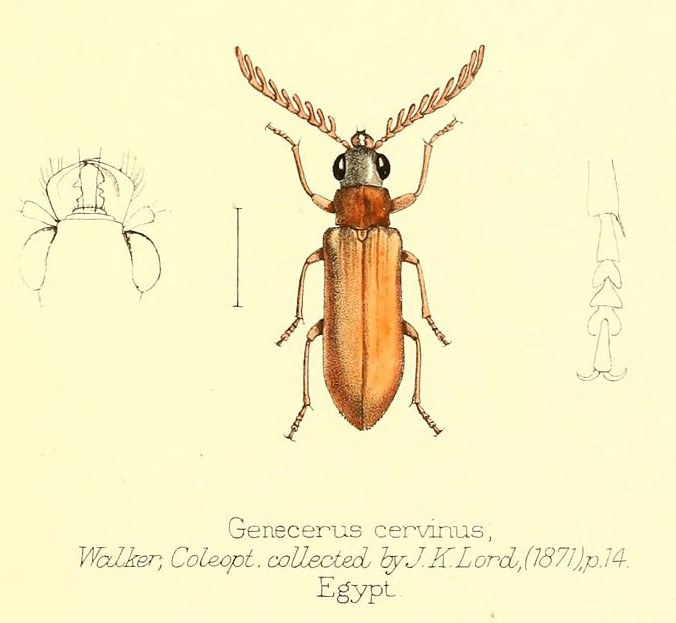 Aid_to_the_identification_of_insects_(Plate_73)_(6026389360).jpg