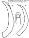 disegno Kuhnelt 1984 edeago Oreina alpestris variabilis.jpg