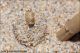 10_Bombyliidae_2699.jpg