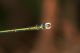 Lestes viridis. San Giuseppe Jato, Mulino del Principe (PA). 29 Giugno 2010 b (2).jpg