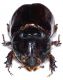 oryctes nasicornis 3.jpg