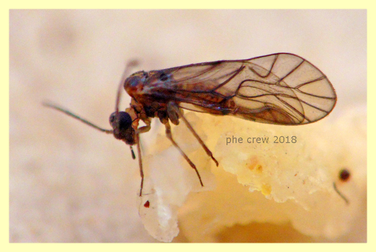 probabile Peripsocus sp. - 3 mm. 8.3.2018 -.JPG