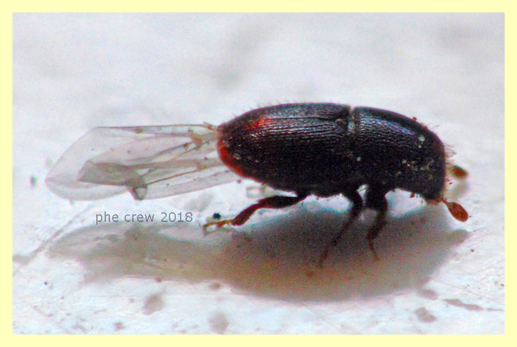 probabile Scolytus sp. - Scolytidae - 2 mm. terzo individuo 6.5.2018 - (2).JPG