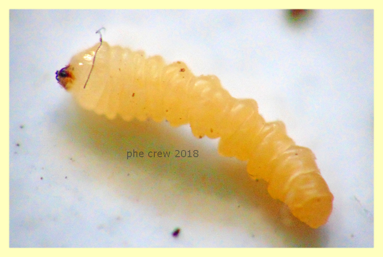 probabile larva cerambycidae 11.2.2018 - (2).JPG