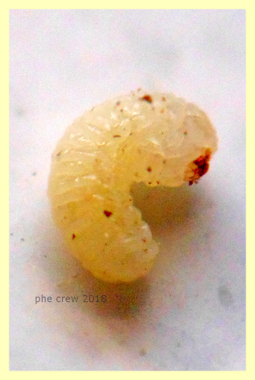 probabile larva scolytidae 11.2.2018 - (3).JPG