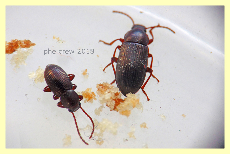 Tenebrionidae 16.1.2018 - (2).JPG