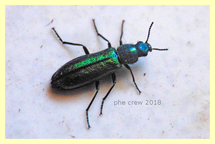 Oedemeridae 13.4.2018.JPG