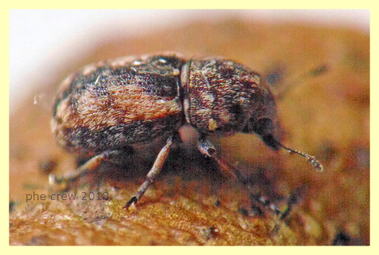 Anthribidae - 3 mm. - probabile Noxius sp. 21.5.2018 - (2).JPG