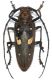 Batocera celebica magica 1.jpg