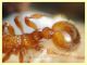 Tetramorium sp. - Marechiaro - 30.1.2021 - (4).JPG