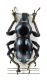 Comb3232-18zL6cr.jpg