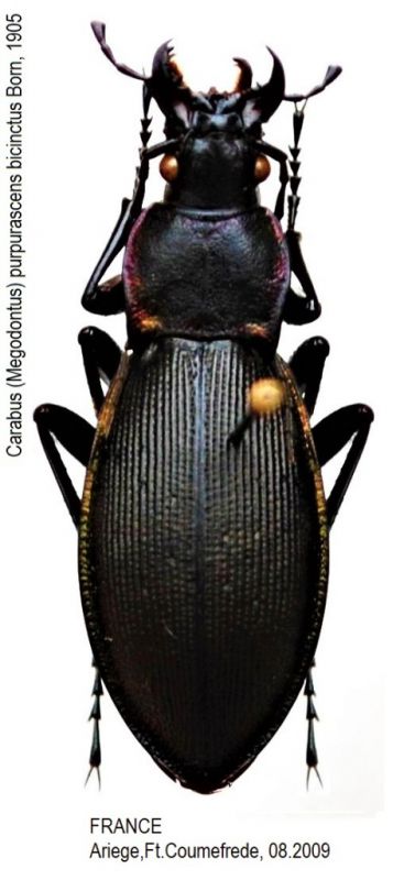 Carabus (Megodontus) purpurascens bicinctus Born, 1905.JPG