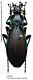 Carabus (Megodontus) purpurascens pseudofulgens Born, 1905.JPG