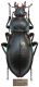 Carabus (Megodontus) germarii neesi Hoppe & Hornschuch, 1825.JPG