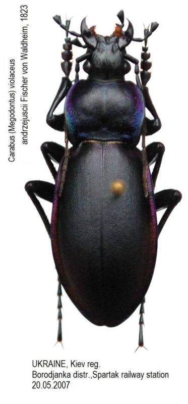 Carabus (Megodontus) violaceus andrzejuscii Fischer von Waldheim, 1823.JPG