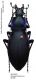 Carabus (Megodontus) violaceus azurescens bartoni Maran, 1930.JPG