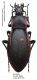 Carabus (Megodontus) violaceus azurescens purkynei Sterba, 1945.JPG