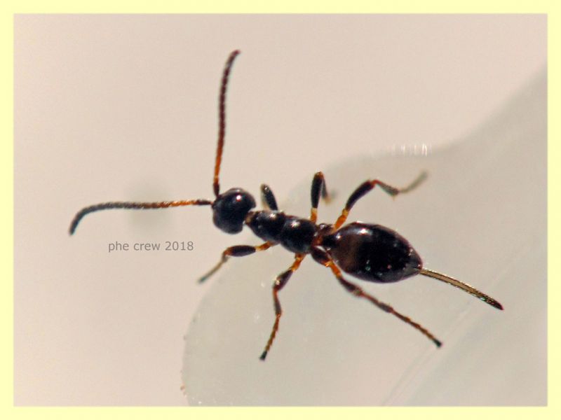 Gelis sp. - 2,5 mm. senza antenne ne aculeo - in Laurus nobilis - Anzio 16.2.2018 - (3).JPG