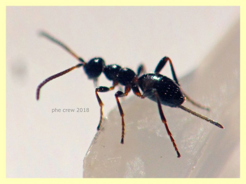 Gelis sp. - 2,5 mm. senza antenne ne aculeo - in Laurus nobilis - Anzio 16.2.2018 - (1).JPG