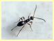 Gelis sp. - 2,5 mm. senza antenne ne aculeo - in Laurus nobilis - Anzio 16.2.2018 - (24).JPG